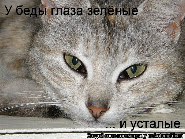 У беды глаза зелёные ... и усталые... Котоматрица: У беды глаза зелёные ... и усталые