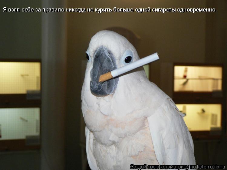 Я взял себе за правило никогда не курить больше одной сигареты одновременно.... Котоматрица: Я взял себе за правило никогда не курить больше одной сигареты одновременно.