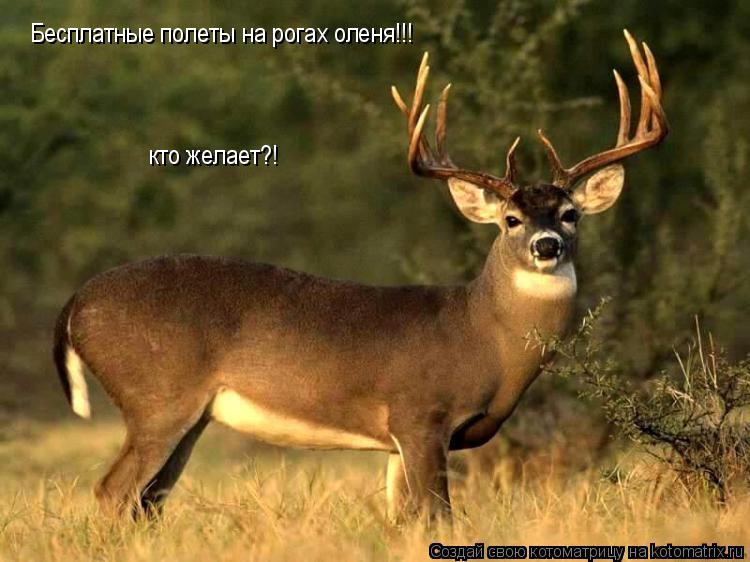 Бесплатные полеты на рогах оленя!!! кто желает?!... Котоматрица: Бесплатные полеты на рогах оленя!!! кто желает?!