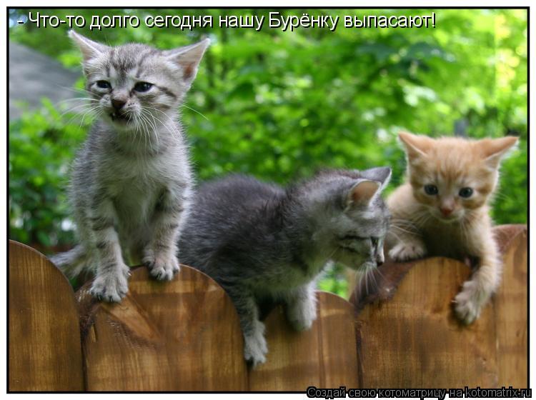 - Что-то долго сегодня нашу Бурёнку выпасают!... Котоматрица: - Что-то долго сегодня нашу Бурёнку выпасают!
