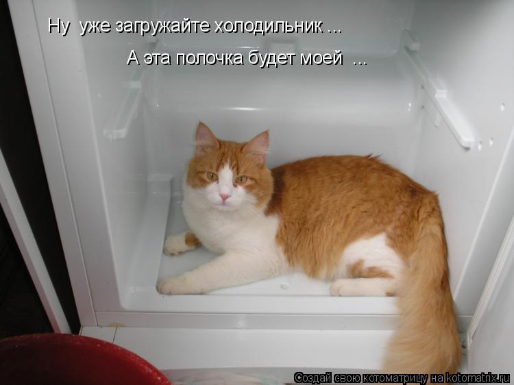 Ну уже загружайте холодильник ... А эта полочка будет моей ...... Котоматрица: Ну уже загружайте холодильник ... А эта полочка будет моей ...