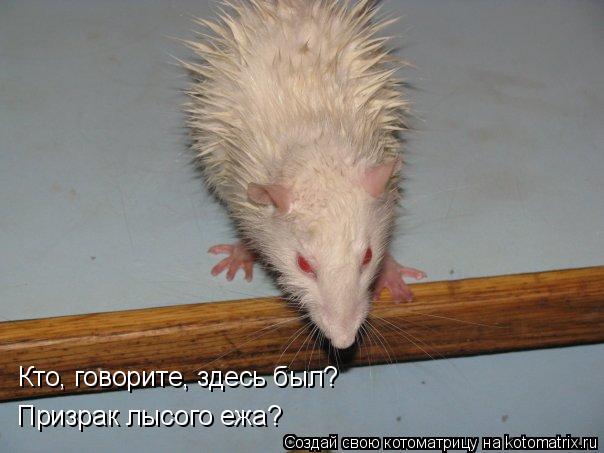 Кто, говорите, здесь был? Призрак лысого ежа?... Котоматрица: Кто, говорите, здесь был? Призрак лысого ежа?