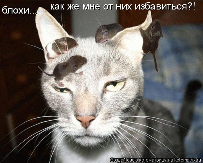 блохи... как же мне от них избавиться?!... Котоматрица: блохи... как же мне от них избавиться?!