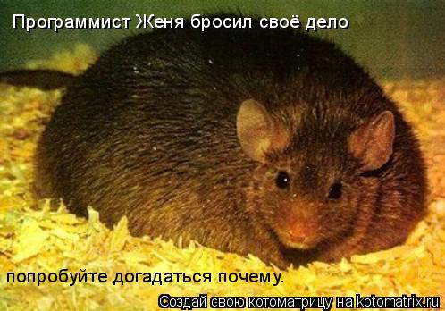 Программист Женя бросил своё дело попробуйте догадаться почему.... Котоматрица: Программист Женя бросил своё дело попробуйте догадаться почему.