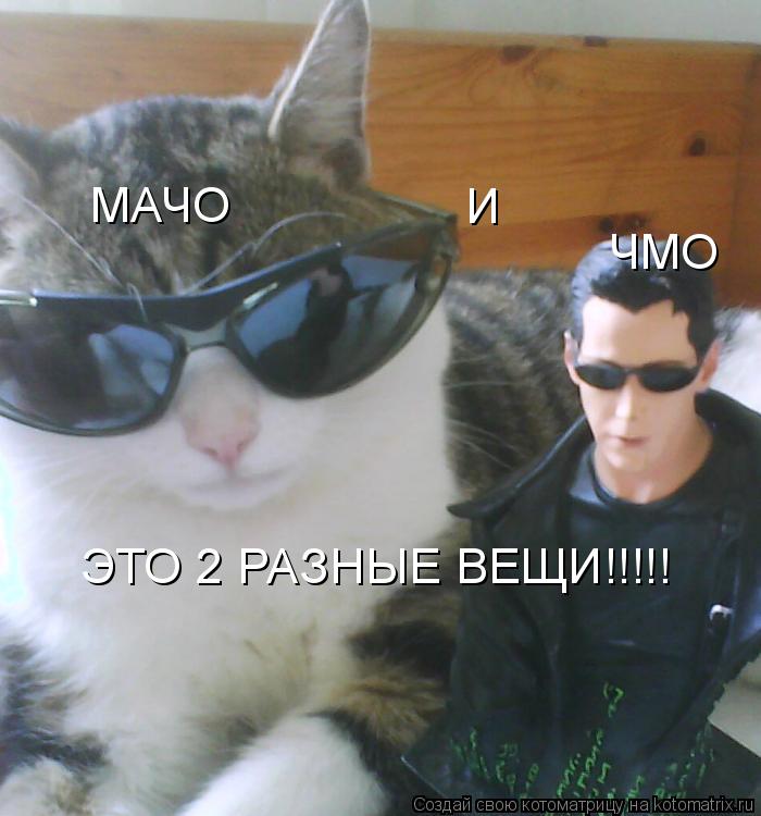 МАЧО И ЧМО ЭТО 2 РАЗНЫЕ ВЕЩИ!!!!!... Котоматрица: МАЧО И ЧМО ЭТО 2 РАЗНЫЕ ВЕЩИ!!!!!
