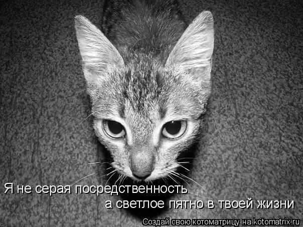 Я не серая посредственность а светлое пятно в твоей жизни... Котоматрица: Я не серая посредственность а светлое пятно в твоей жизни