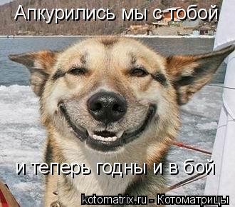 Апкурились мы с тобой и теперь годны и в бой... Котоматрица: Апкурились мы с тобой и теперь годны и в бой