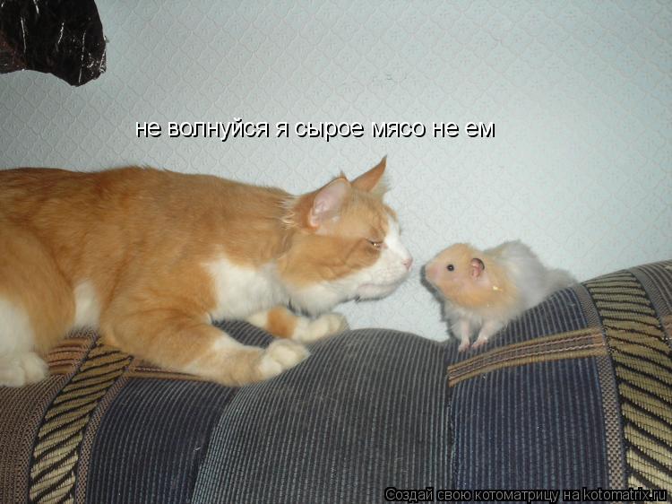 не волнуйся я сырое мясо не ем... Котоматрица: не волнуйся я сырое мясо не ем