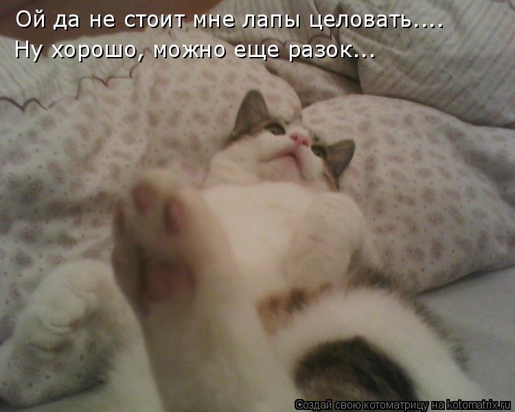 Ой да не стоит мне лапы целовать.... Ну хорошо, можно еще разок...... Котоматрица: Ой да не стоит мне лапы целовать.... Ну хорошо, можно еще разок...
