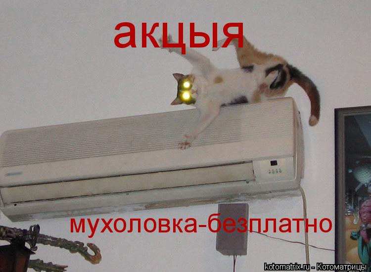 мухоловка-безплатно акцыя... Котоматрица: мухоловка-безплатно акцыя