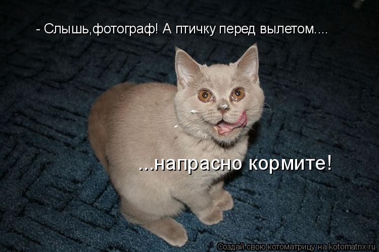 Котоматрица: - Слышь,фотограф! А птичку перед вылетом.... ...напрасно кормите!