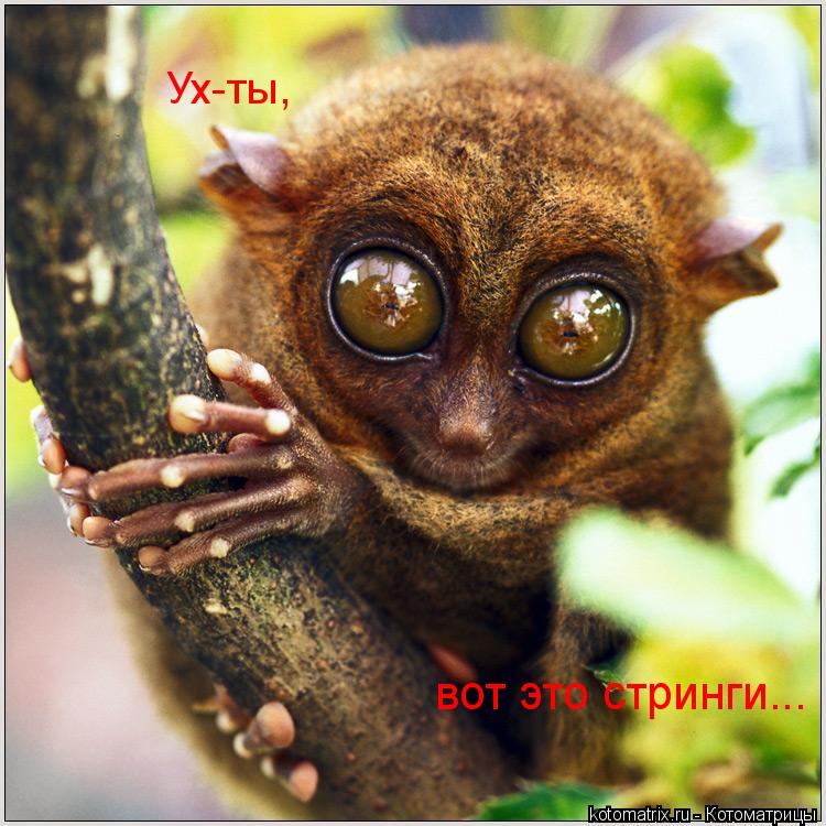 Ух-ты, вот это стринги...... Котоматрица: Ух-ты, вот это стринги...
