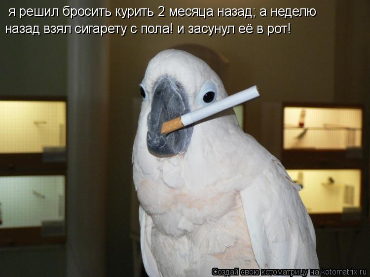 я решил бросить курить 2 месяца назад; а неделю назад взял сигарету с пола! и засунул её в рот!... Котоматрица: я решил бросить курить 2 месяца назад; а неделю назад взял сигарету с пола! и засунул её в рот!