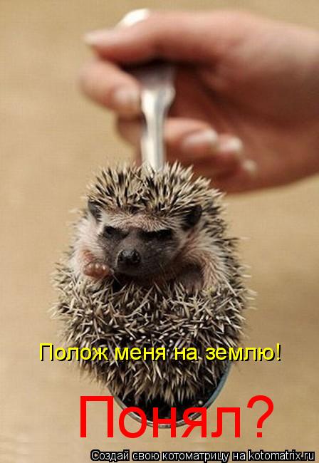 Полож меня на землю! Понял?... Котоматрица: Полож меня на землю! Понял?