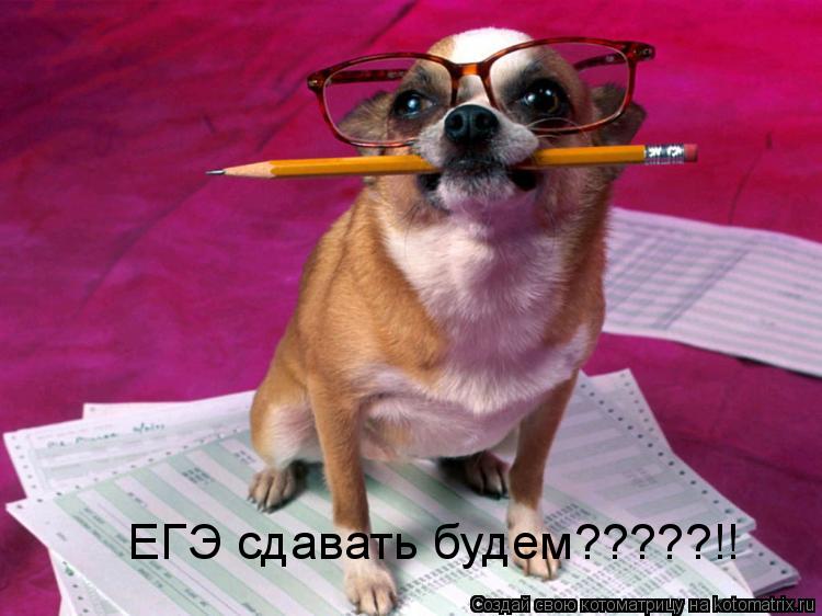 ЕГЭ сдавать будем?????!!... Котоматрица: ЕГЭ сдавать будем?????!!
