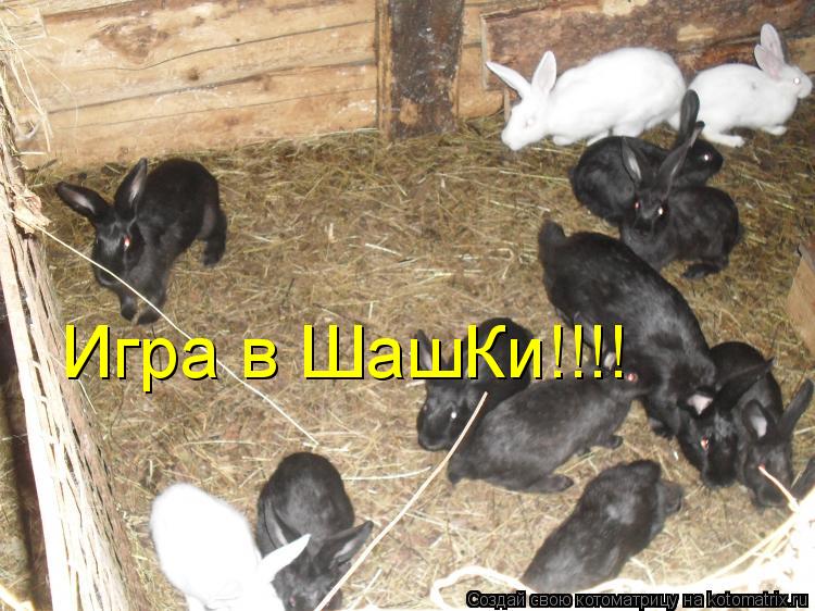 Игра в ШашКи!!!!... Котоматрица: Игра в ШашКи!!!!