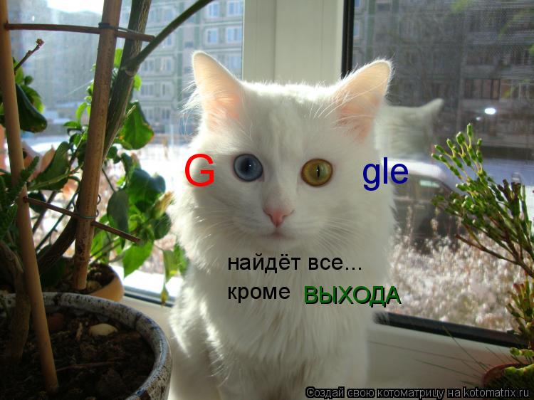 Котоматрица: G gle найдёт все... кроме ВЫХОДА