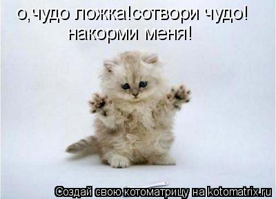 о,чудо ложка!сотвори чудо! накорми меня!... Котоматрица: о,чудо ложка!сотвори чудо! накорми меня!