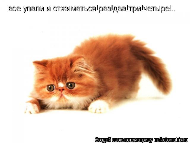 все упали и отжиматься!раз!два!три!четыре!..... Котоматрица: все упали и отжиматься!раз!два!три!четыре!..