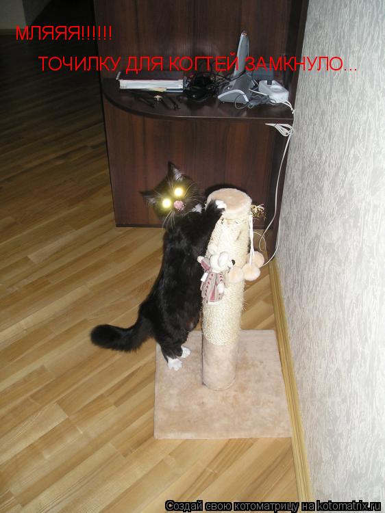 МЛЯЯЯ!!!!!! ТОЧИЛКУ ДЛЯ КОГТЕЙ ЗАМКНУЛО...... Котоматрица: МЛЯЯЯ!!!!!! ТОЧИЛКУ ДЛЯ КОГТЕЙ ЗАМКНУЛО...