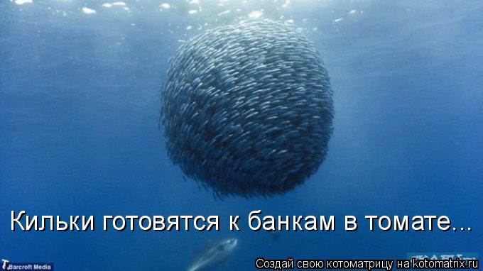 Котоматрица: Кильки готовятся к банкам в томате...