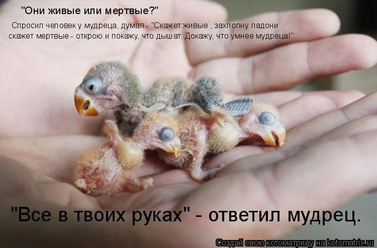 Спросил человек у мудреца,д Спросил человек у мудреца, думая - "Скажет живые , захлопну ладони скаж... Котоматрица: Спросил человек у мудреца,д Спросил человек у мудреца, думая - "Скажет живые , захлопну ладони скажет мертвые - открою и покажу, что дышат. До