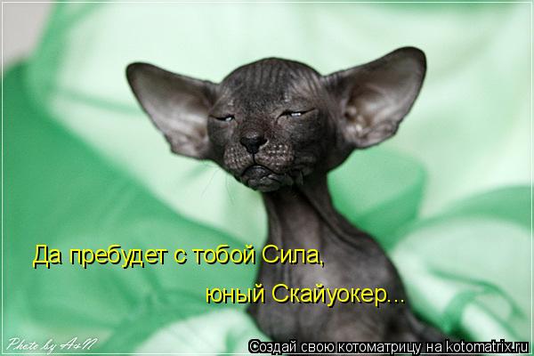 Да пребудет с тобой Сила, юный Скайуокер...... Котоматрица: Да пребудет с тобой Сила, юный Скайуокер...