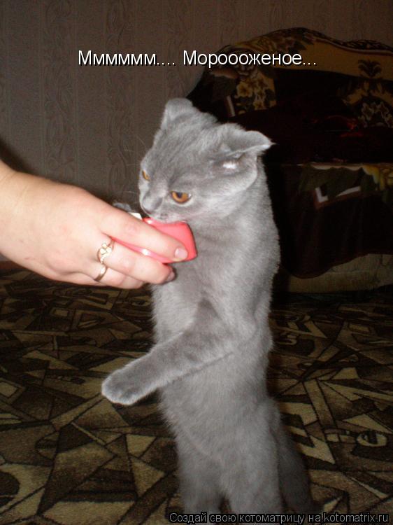 Мммммм.... Мороооженое...... Котоматрица: Мммммм.... Мороооженое...