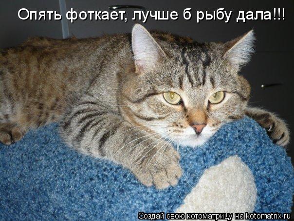Опять фоткает, лучше б рыбу дала!!!... Котоматрица: Опять фоткает, лучше б рыбу дала!!!