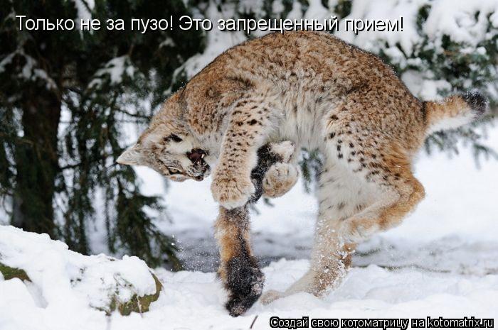 Только не за пузо! Это запрещенный прием!... Котоматрица: Только не за пузо! Это запрещенный прием!