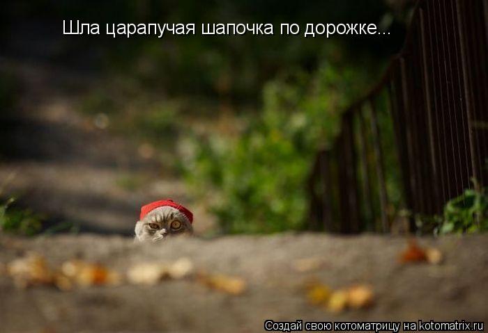 Шла царапучая шапочка по дорожке...... Котоматрица: Шла царапучая шапочка по дорожке...