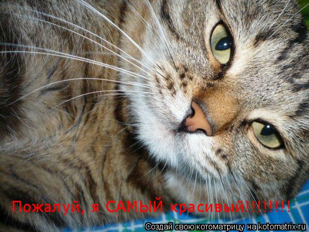 Пожалуй, я САМЫЙ красивый!!!!!!!!... Котоматрица: Пожалуй, я САМЫЙ красивый!!!!!!!!