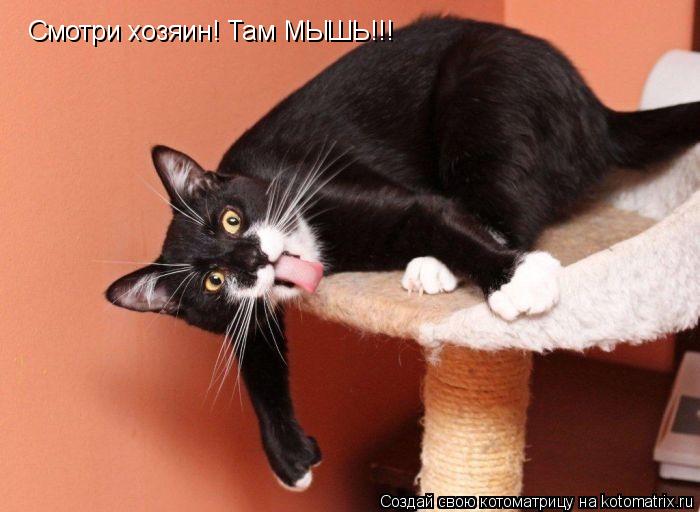 Смотри хозяин! Там МЫШЬ!!!... Котоматрица: Смотри хозяин! Там МЫШЬ!!!