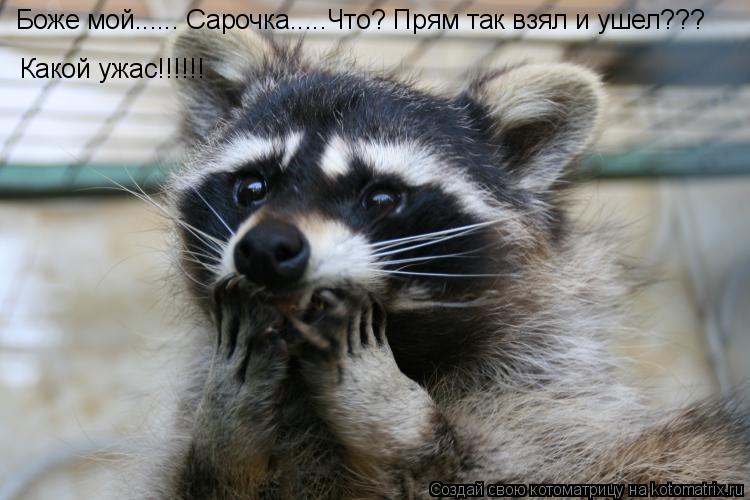 Котоматрица: Боже мой...... Сарочка.....Что? Прям так взял и ушел??? Какой ужас!!!!!!