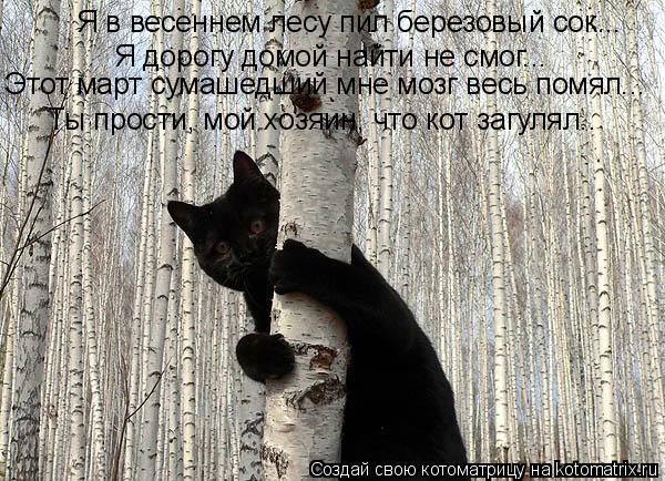 Котоматрица: Я в весеннем лесу пил березовый сок... Я дорогу домой найти не смог... Этот март сумашедший мне мозг весь помял... Ты прости, мой хозяин, что кот 