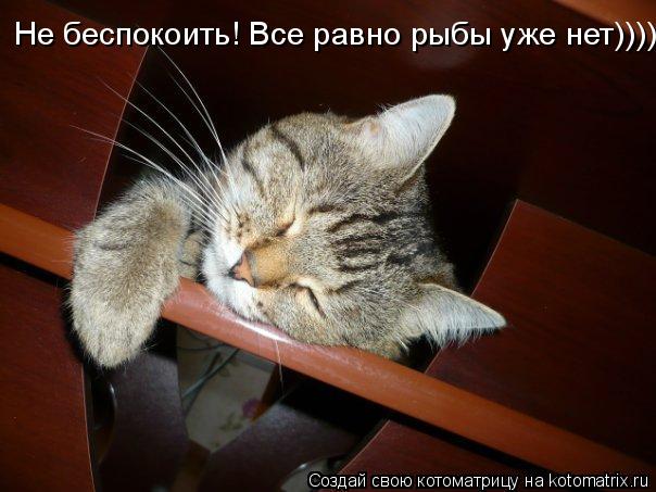 Не беспокоить! Все равно рыбы уже нет))))... Котоматрица: Не беспокоить! Все равно рыбы уже нет))))