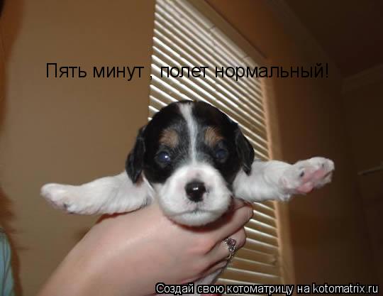 Котоматрица: Пять минут , полет нормальный!
