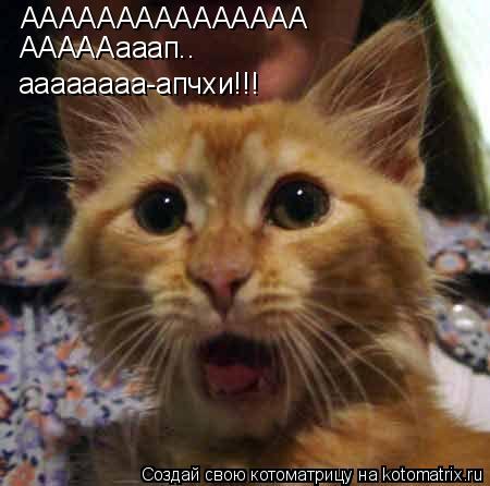 Котоматрица: ААААААААААААААА АААААааап.. аааааааа-апчхи!!!