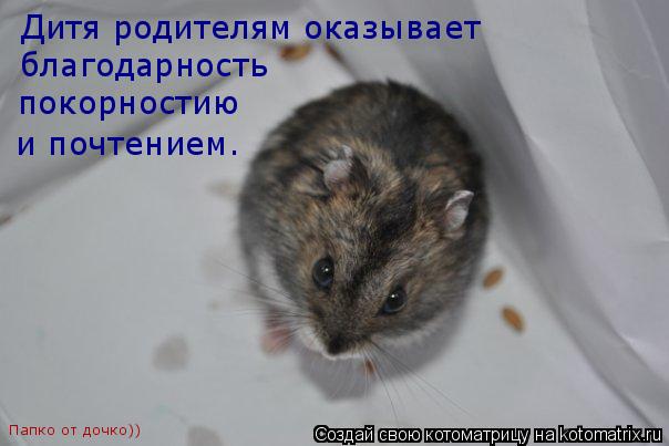 Котоматрица: Дитя родителям оказывает   благодарность покорностию и почтением. Папко от дочко))