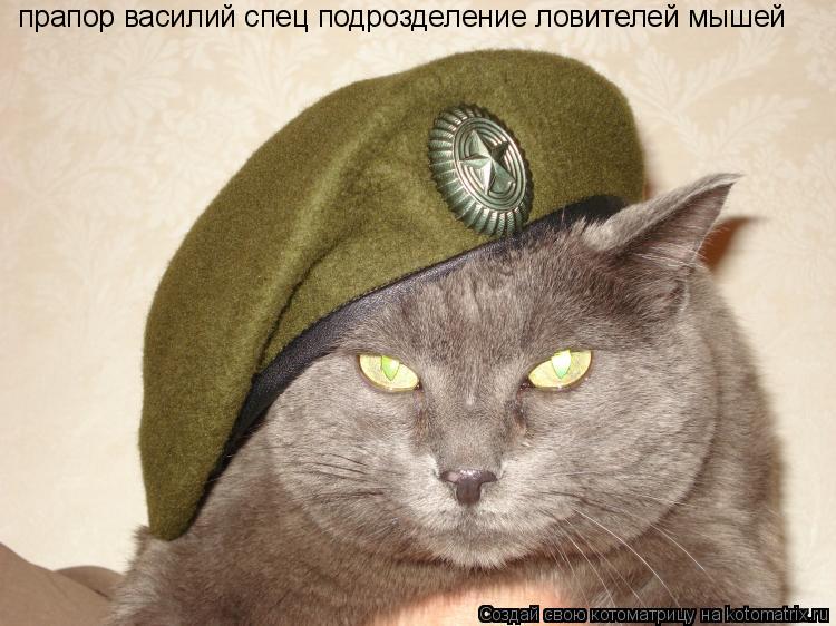 Котоматрица: прапор василий спец подрозделение ловителей мышей
