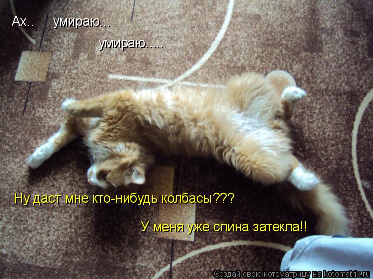 Котоматрица: Ах..     умираю... умираю..... Ну даст мне кто-нибудь колбасы??? У меня уже спина затекла!!