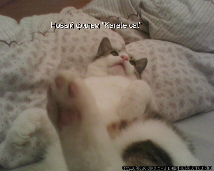 Новый фильм "Karate cat"... Котоматрица: Новый фильм "Karate cat"
