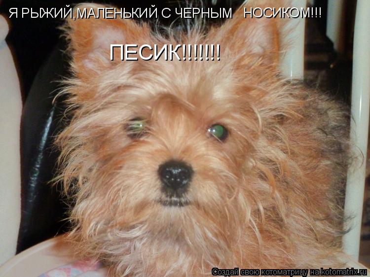 Котоматрица: Я РЫЖИЙ,МАЛЕНЬКИЙ С ЧЕРНЫМ НОСИКОМ!!! ПЕСИК!!!!!!!