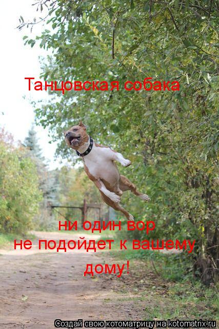 Котоматрица: Танцовская собака ни один вор не подойдет к вашему дому!