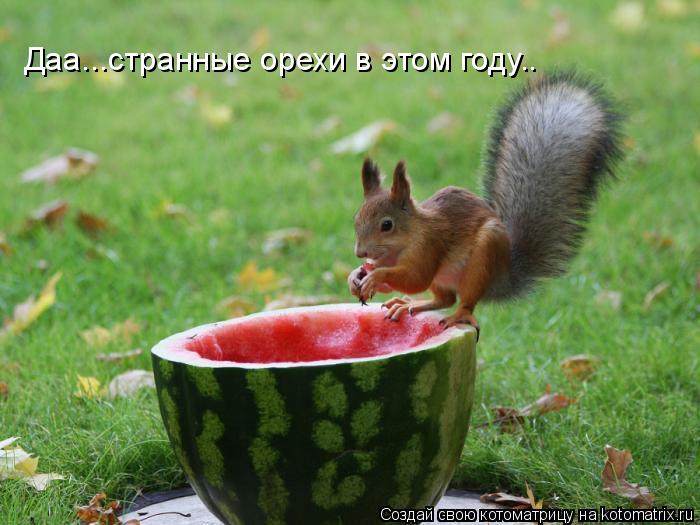 Котоматрица: Даа...странные орехи в этом году..