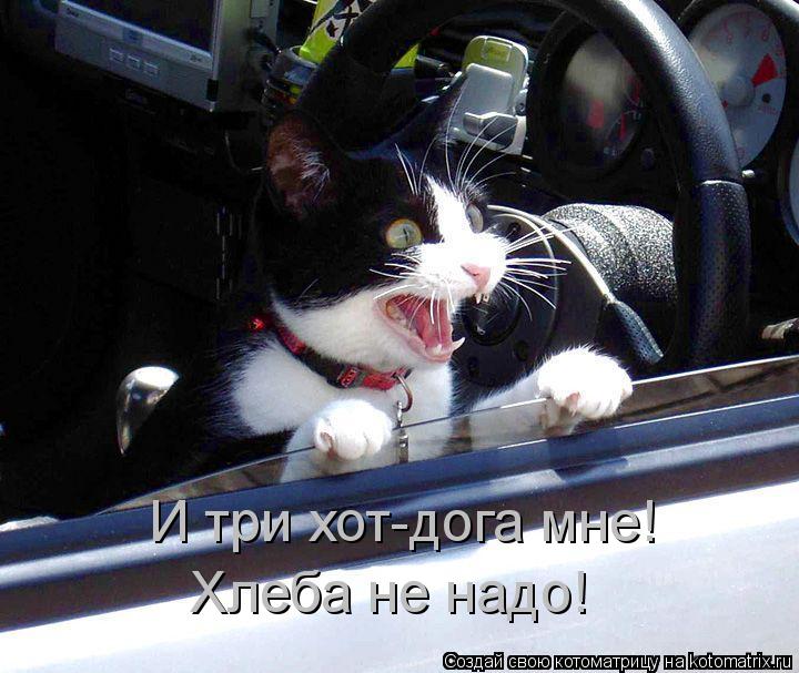Котоматрица: И три хот-дога мне!  Хлеба не надо!