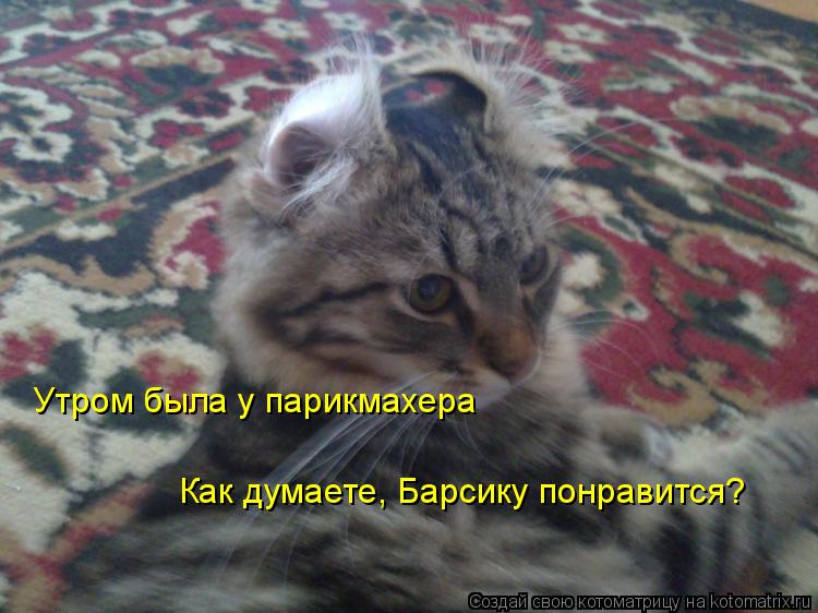 Котоматрица: Утром была у парикмахера Как думаете, Барсику понравится?