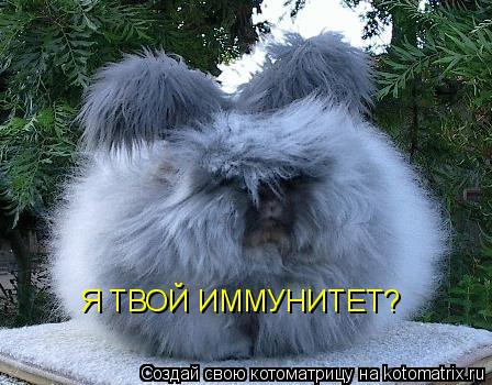 Котоматрица: Я ТВОЙ ИММУНИТЕТ?