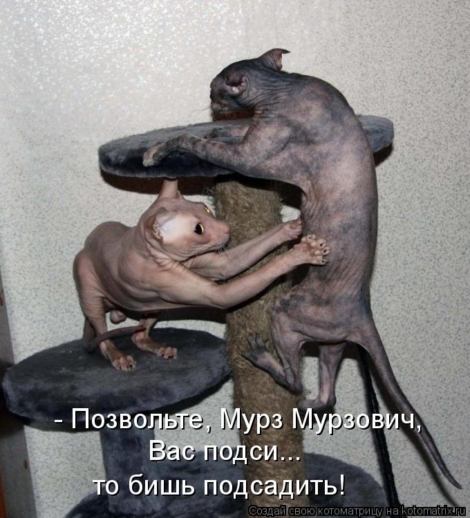 Котоматрица: - Позвольте, Мурз Мурзович,  Вас подси...  то бишь подсадить!