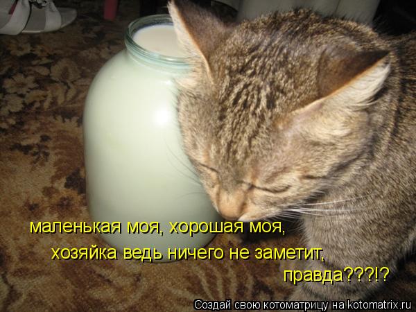 Котоматрица: маленькая моя, хорошая моя, хозяйка ведь ничего не заметит, правда???!?